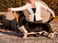 Otec / father: EJW18, Ch. Dream Chaser Bohemia Horrido
