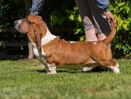 Otec / father: JCh. NewDown Bassets Urban Samurai