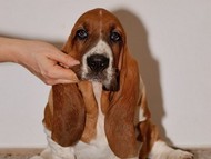 NewDown Bassets Urban Samurai