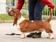 Otec / father: JCh. NewDown Bassets Urban Samurai