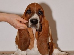 NewDown Bassets Urban Samurai