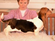 NewDown Bassets Theresia Di Sio