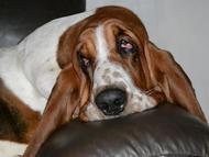 NewDown Bassets Theresia Di Sio