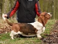 Matka / mother: NewDown Bassets Theresia DiSio