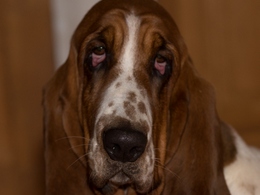 NewDown Bassets Theresia DiSio