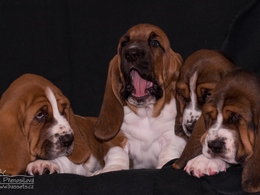 �t���tka / Puppies