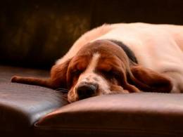 NewDown Bassets Theresia DiSio