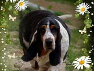R.I.P. Yoselin Bohemia Horrido