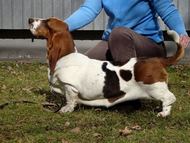NewDown Bassets Theresia Di Sio