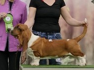 NewDown Bassets Urban Samurai