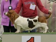 NewDown Bassets Theresia DiSio