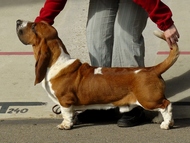 NewDown Bassets Urban Samurai