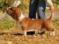 NewDown Bassets Urban Samurai
