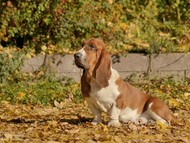 NewDown Bassets Urban Samurai