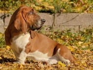 NewDown Bassets Urban Samurai