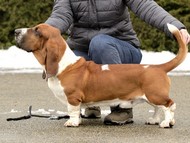 NewDown Bassets Urban Samurai
