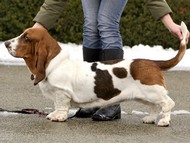 NewDown Bassets Theresia DiSio