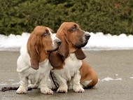 NewDown Bassets Theresia DiSio + NewDown Bassets Urban Samurai