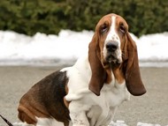 NewDown Bassets Theresia DiSio