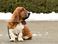 NewDown Bassets Urban Samurai
