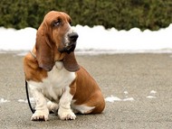 NewDown Bassets Urban Samurai