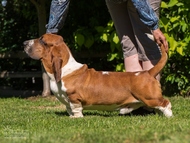 NewDown Bassets Urban Samurai