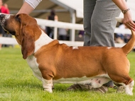 NewDown Bassets Urban Samurai