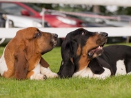 CACIB Mlad� Boleslav