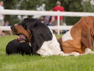 CACIB Mlad� Boleslav