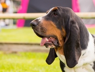 CACIB Mlad� Boleslav