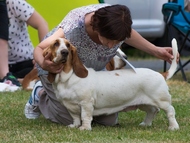 Special hound show T�bor