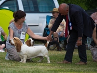 Special hound show T�bor