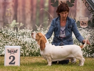 Special hound show T�bor