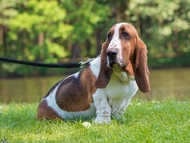 Special hound show T�bor