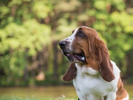 Special hound show T�bor