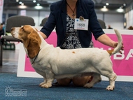 World Dog Show Leipzig