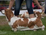 Interdog Bohemia Mlad� Boleslav