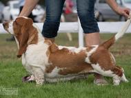 Interdog Bohemia Mlad� Boleslav