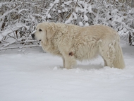 Winter is coming