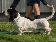 NewDown Bassets Conquistador