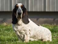 NewDown Bassets Conquistador