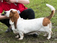 Clubschau des �sterreichischer Basset - und Laufhunde Club