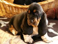 Basset hounds A Citadela Bohemia