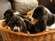 Basset hounds A Citadela Bohemia