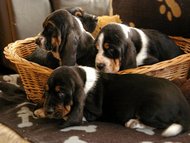 Basset hounds A Citadela Bohemia