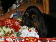 Bassets Christmas 2013