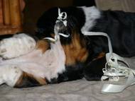 Bassets Christmas 2013