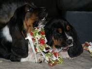 Bassets Christmas 2013