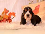 Bijou Citadela Bohemia