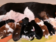 Vrh Ch / Litter Ch